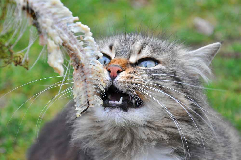 kucing makan tulang ikan