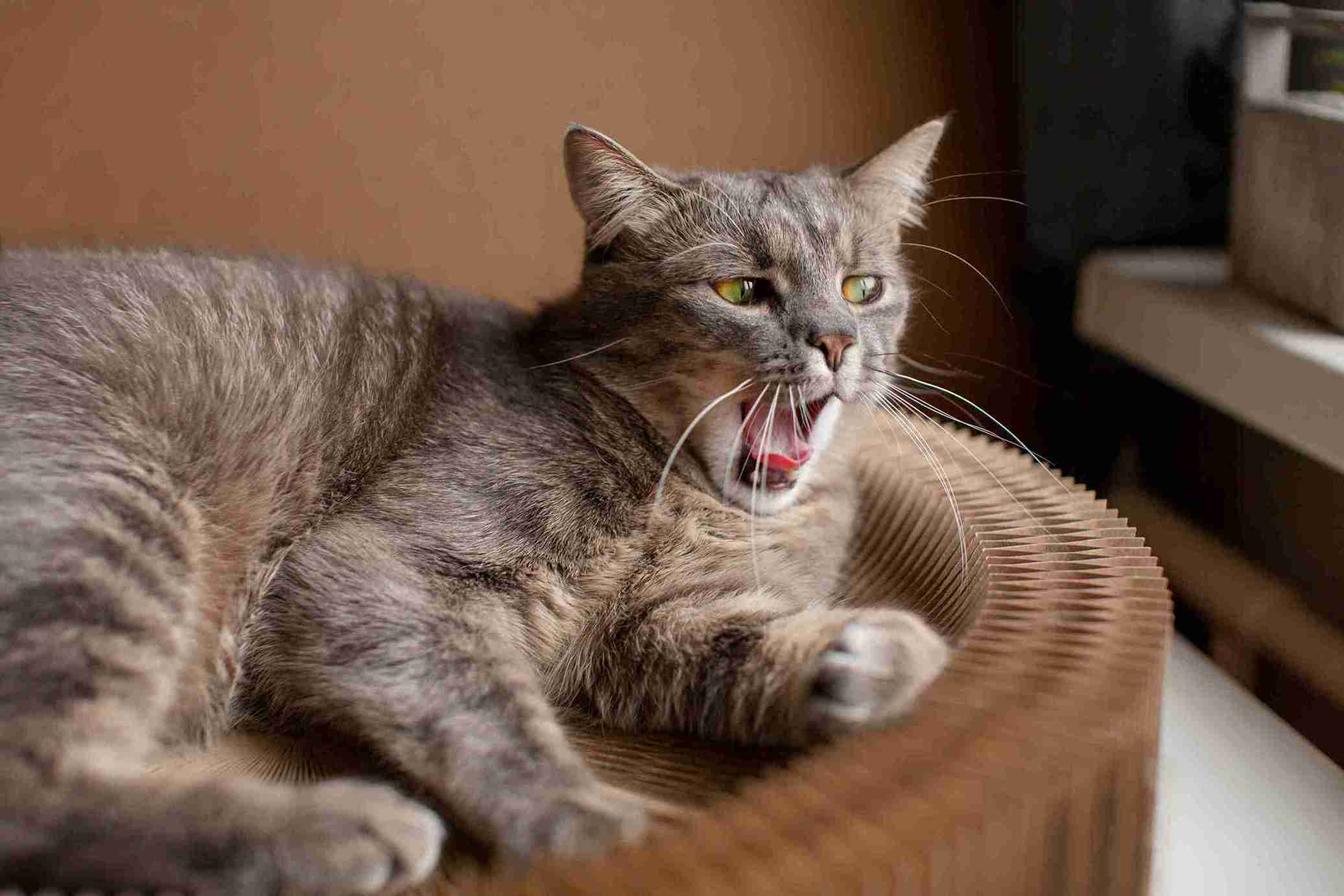 13 Bahasa Tubuh dan Perilaku Kucing yang Perlu Anda Pahami