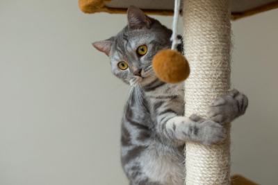 perilaku kucing mencakar-cakar mainan