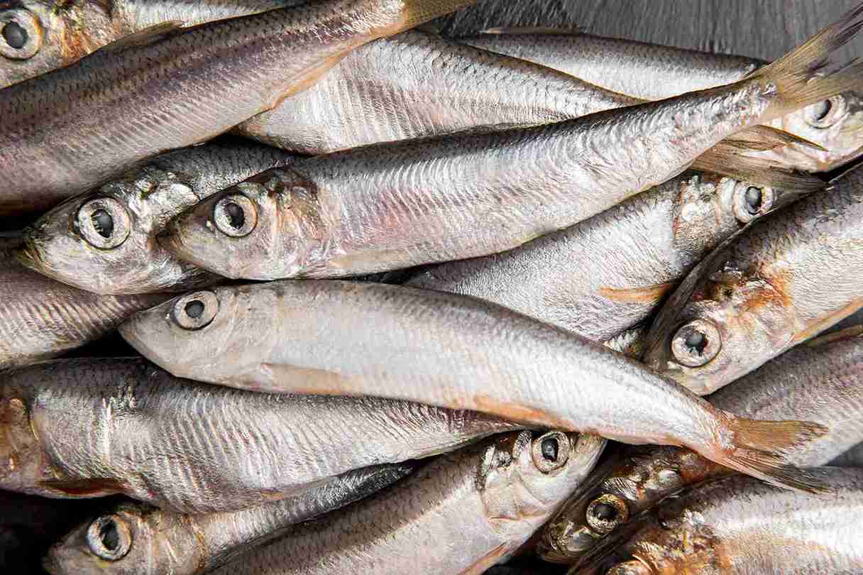 10 Jenis Ikan Tinggi Protein yang Murah dan Mudah Diperoleh