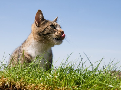 kucing makan rumput