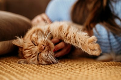perilaku kucing mendengkur purring