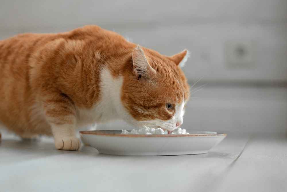 Jangan Asal Kasih Makan, Ini 7 Cara Sehat Menggemukkan Kucing