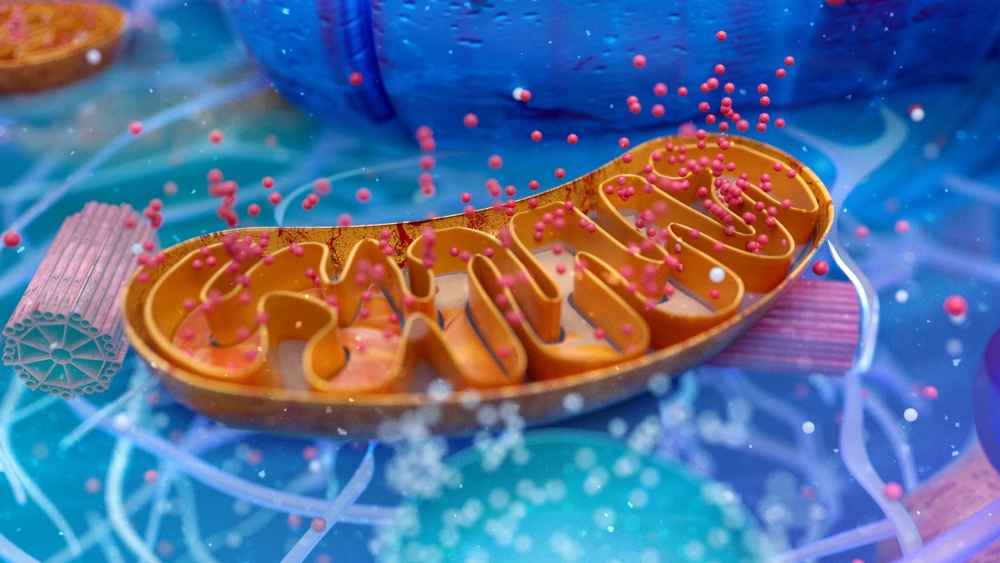 Mengenal Fungsi Mitokondria, Bagian Sel Penghasil Energi