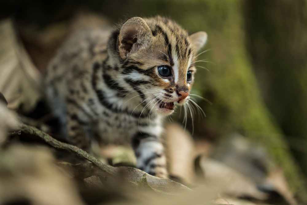 Mengenal Jenis-Jenis Kucing Hutan di Indonesia