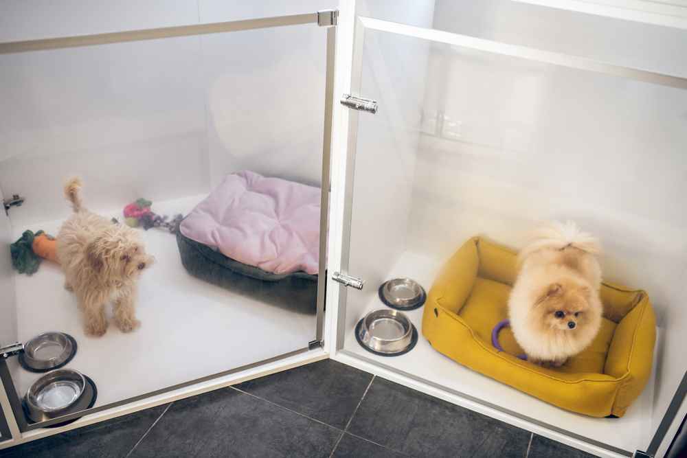 7 Pilihan Pet Hotel di Jakarta untuk Titipkan Hewan Peliharaan