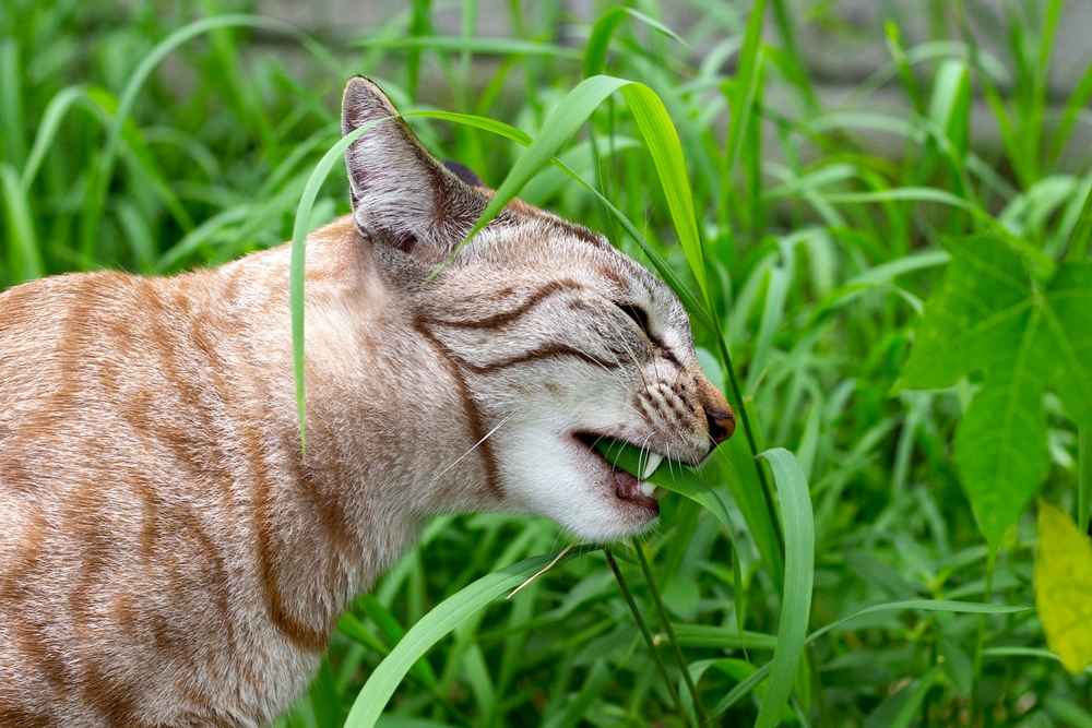 4 Alasan Kenapa Kucing Suka Makan Rumput dan Risikonya