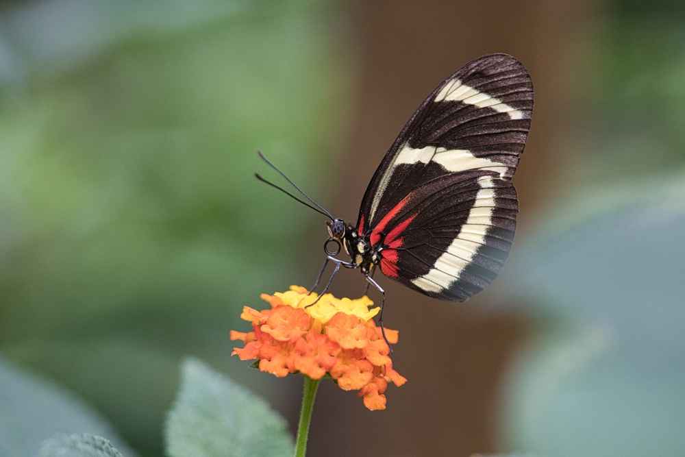 Lepidopterophobia, Fobia terhadap Kupu-Kupu dan Ngengat