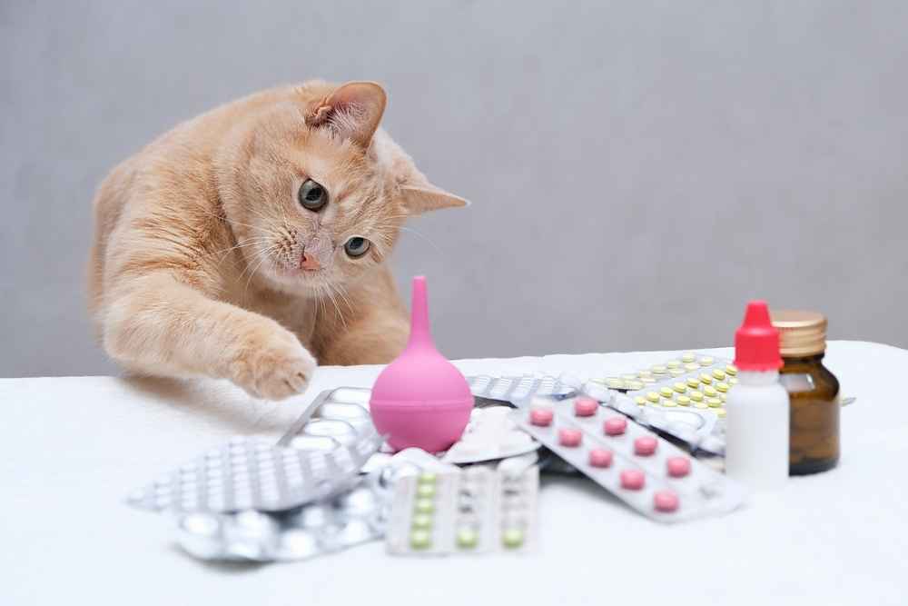 Bahaya Obat Manusia untuk Kucing, Apa Jenisnya yang Dilarang?