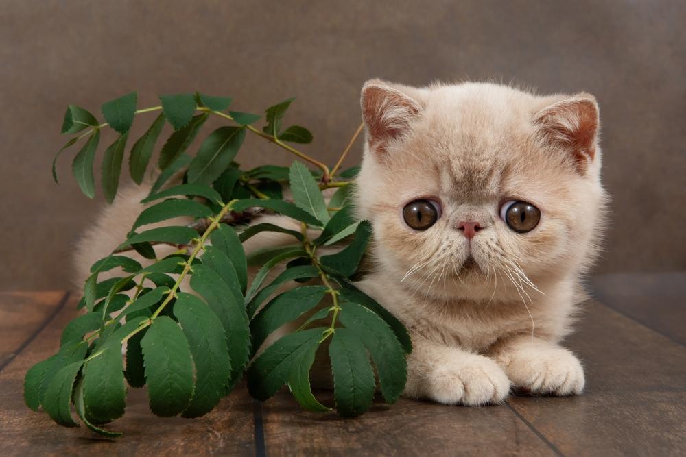 Jangan Salah, Ini Dia Perbedaan Kucing Anggora dan Persia