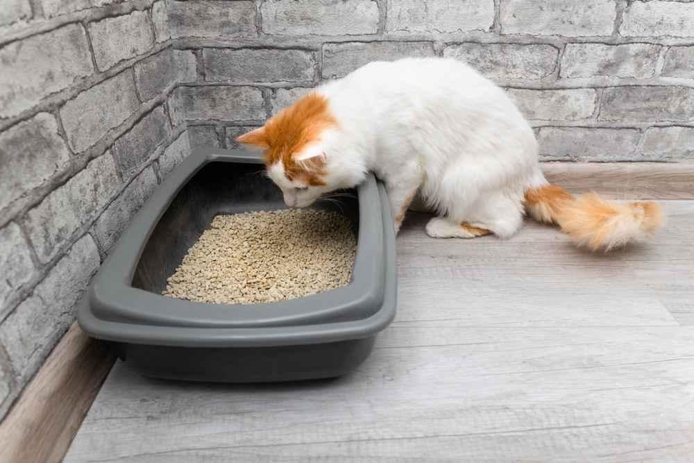 bak pasir untuk kucing