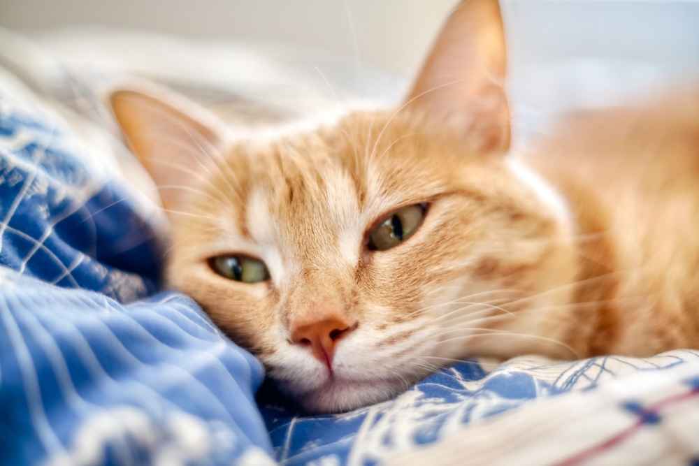 Mengenal FLUTD, Penyakit Saluran Kemih pada Kucing