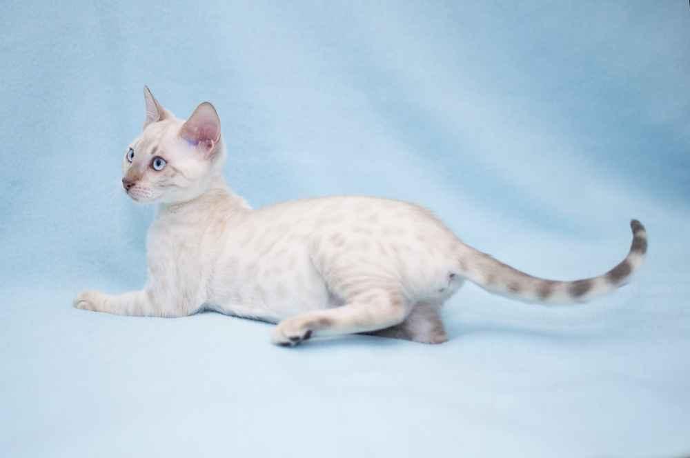 11 Arti Gerakan Ekor Kucing untuk Berkomunikasi dengan Pemiliknya