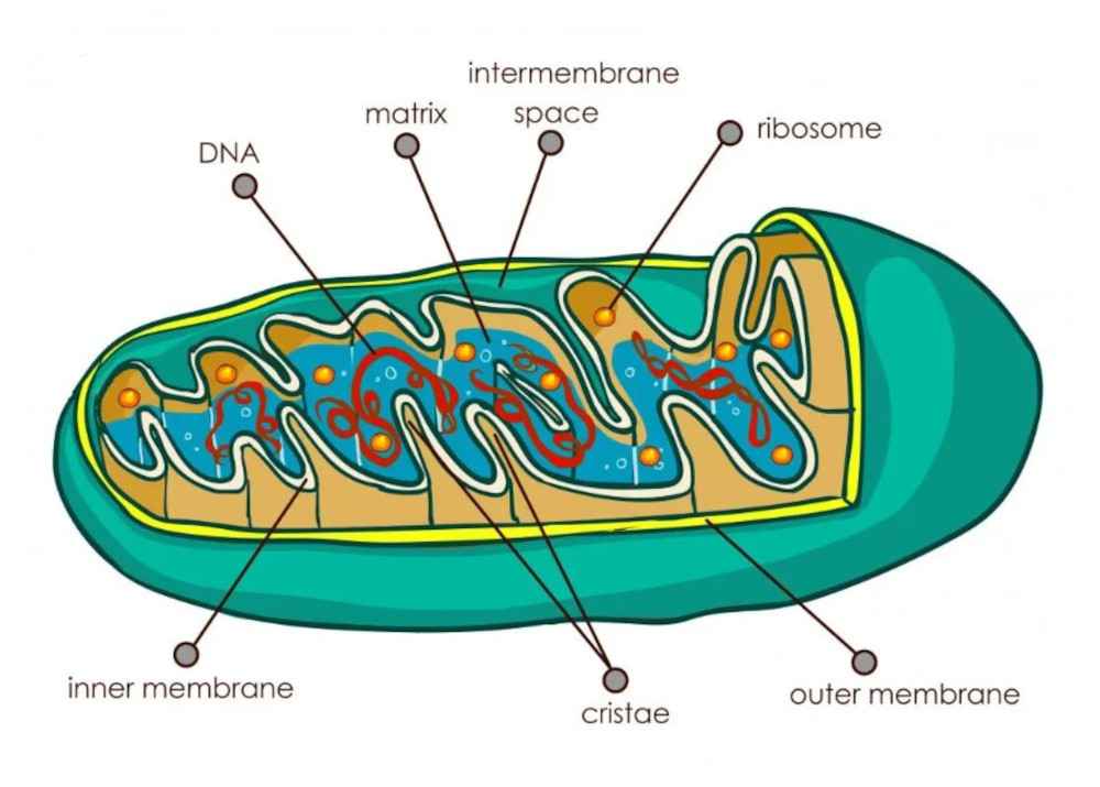 gambar mitokondria