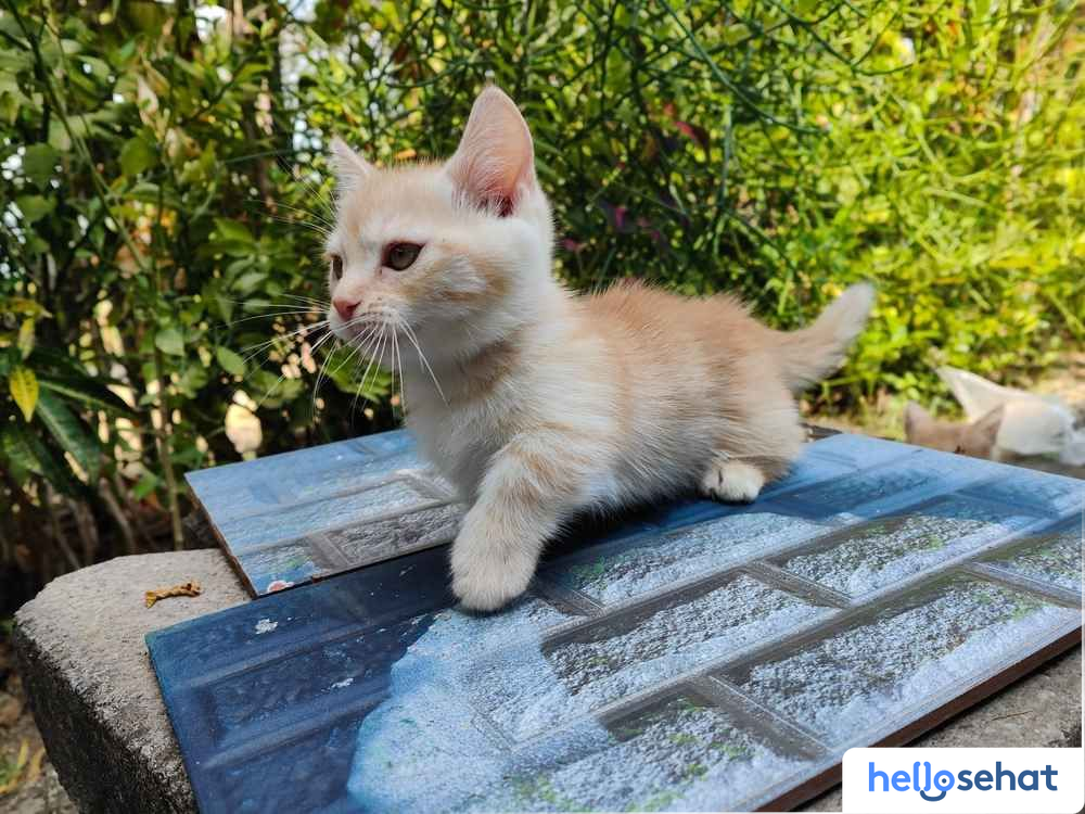 Kucing Persia Kecil