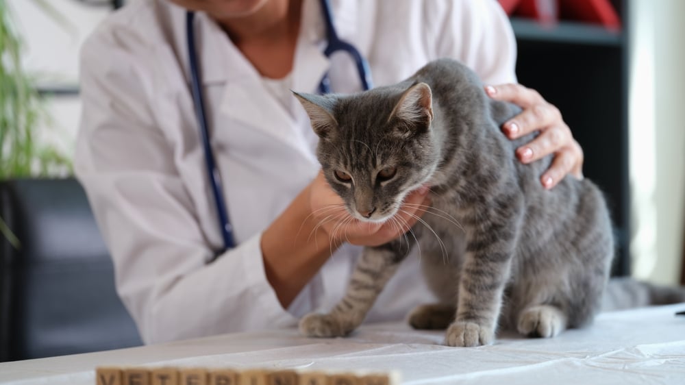 Waspadai 8 Penyebab Kucing Dehidrasi dan Cara Mengatasinya