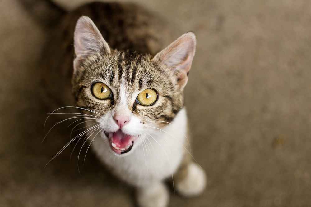 10 Jenis Suara Kucing dan Artinya yang Perlu Anda Ketahui