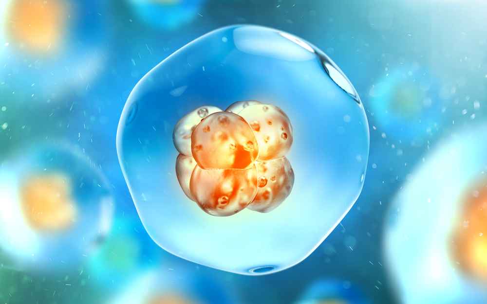 Mengenal Blastokista dan Perannya dalam Prosedur Bayi Tabung
