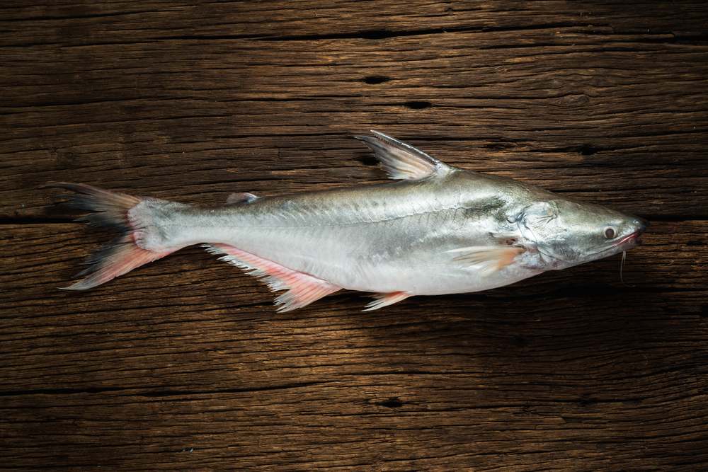 8 Manfaat Ikan Patin, Mengurangi Kolesterol hingga Darah Tinggi