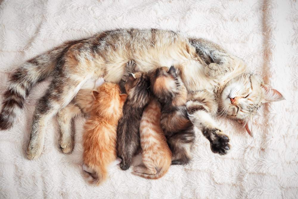 kucing-setelah-melahirkan
