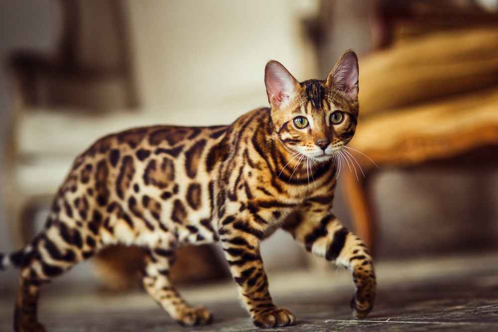 Mengenal Kucing Bengal, Si Bandel yang Mirip Macan Tutul