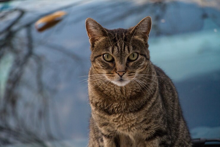 Mengenal Kucing Mixdom, Ini Ciri, Jenis, dan Perawatannya