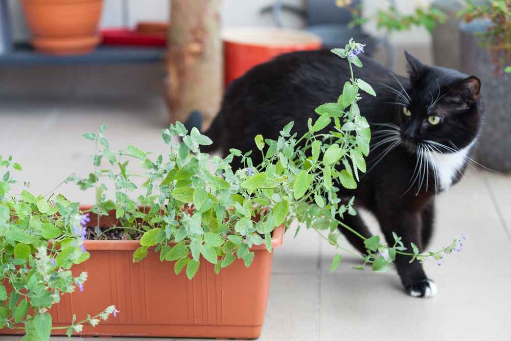 Jangan Disakiti, Ini 6 Cara Aman untuk Mengusir Kucing