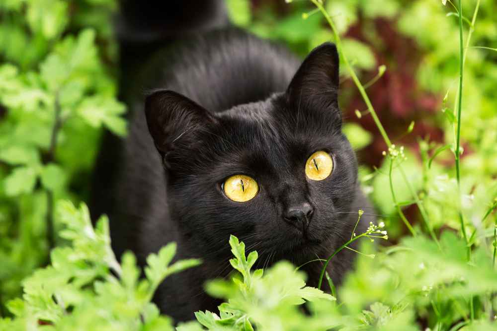 Mengenal Kucing Bombay, dari Ciri hingga Perawatan yang Tepat