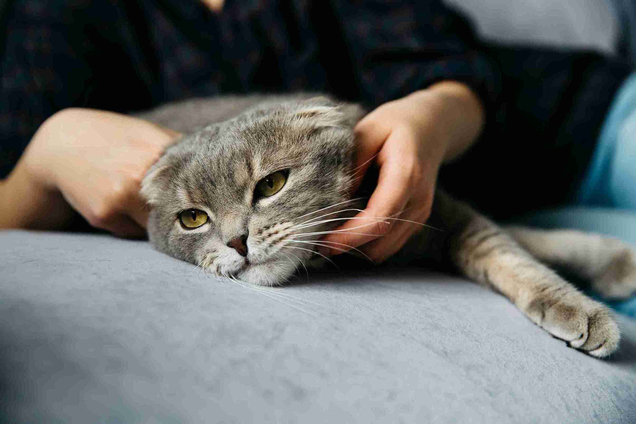 Kucing Tiba-Tiba Kejang? Ini Penyebab dan Penanganannya