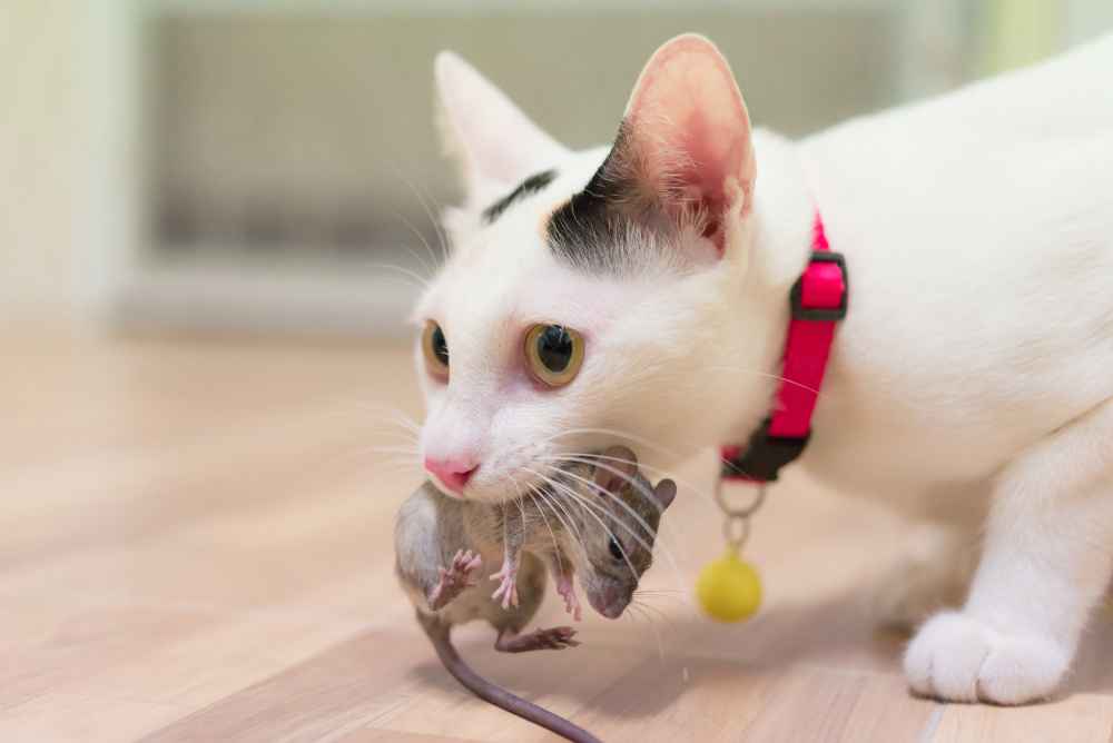4 Alasan dan Bahaya Kucing Makan Tikus, Bisa Tertular Penyakit