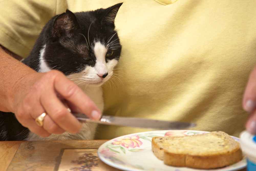kucing-makan-roti