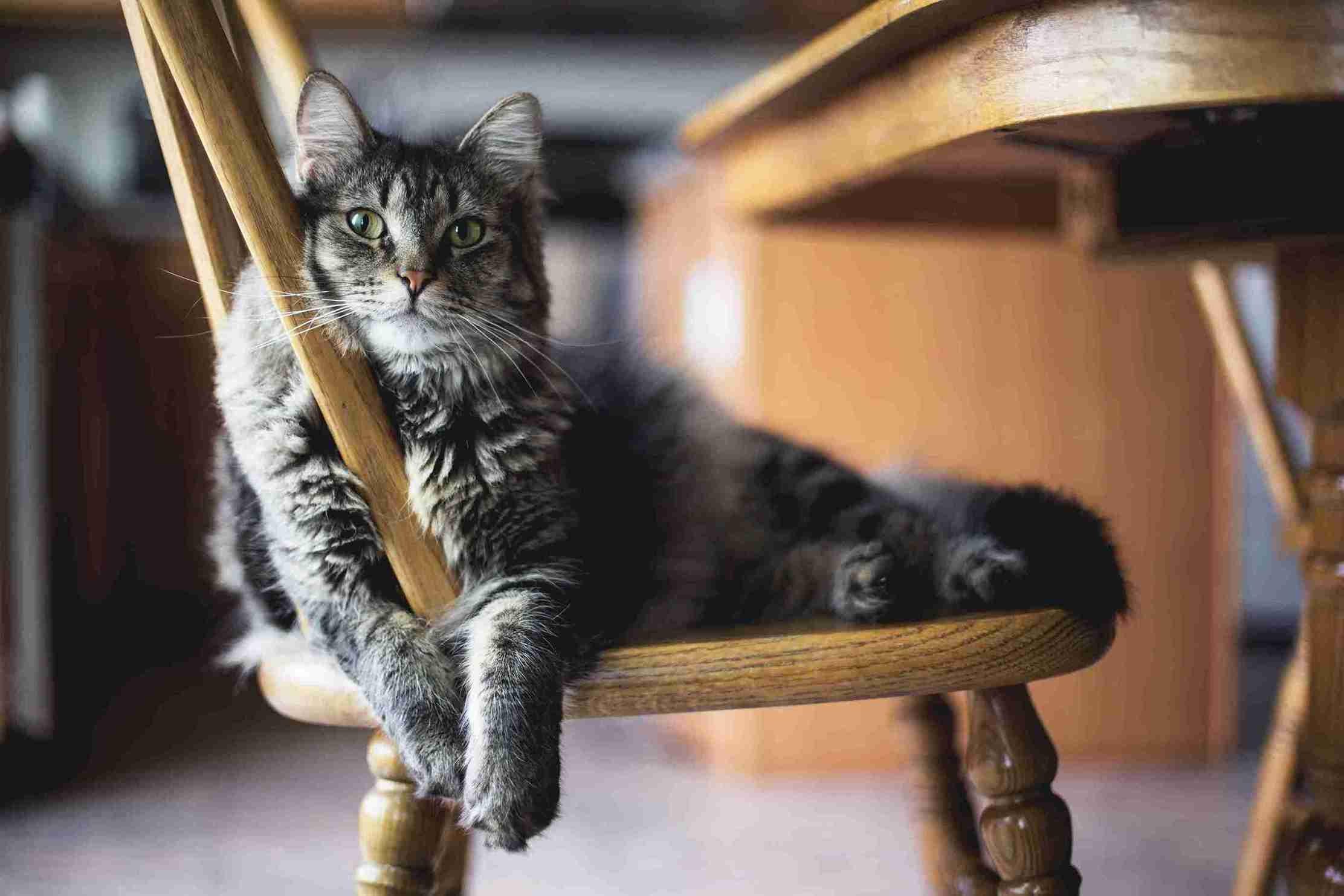 Berapakah Umur Kucing Dibandingkan Umur Manusia?