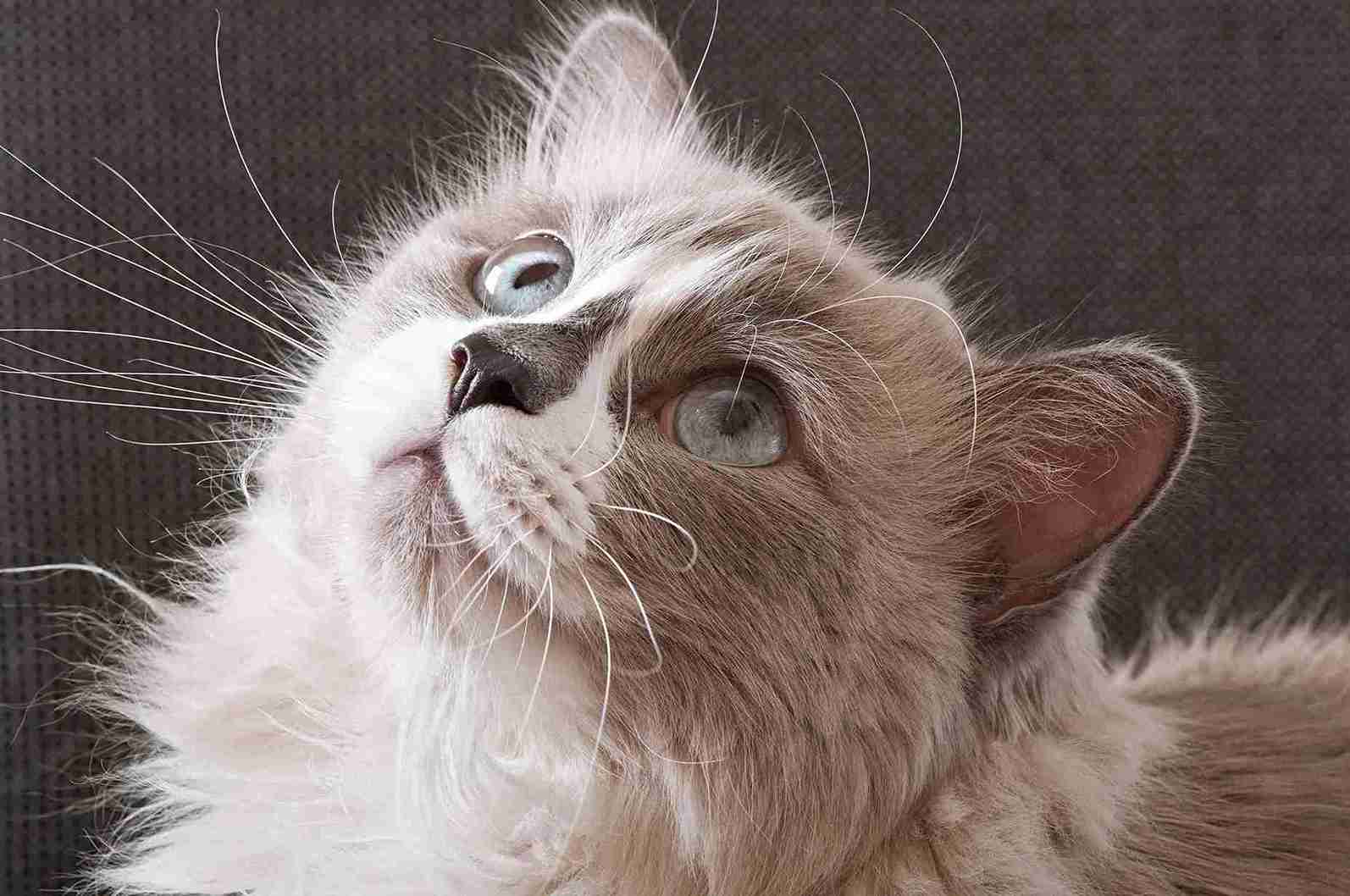 Jangan Asal Cukur, Ini 5 Fungsi Penting Kumis pada Kucing