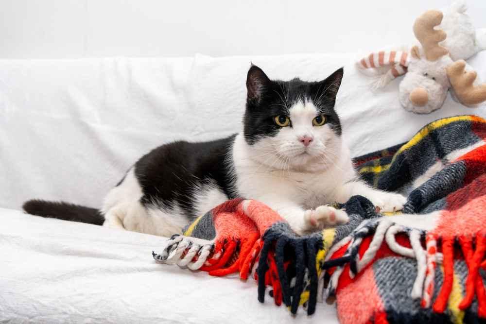 5 Alasan Kucing Suka Memijat dan Kondisi yang Perlu Diwaspadai