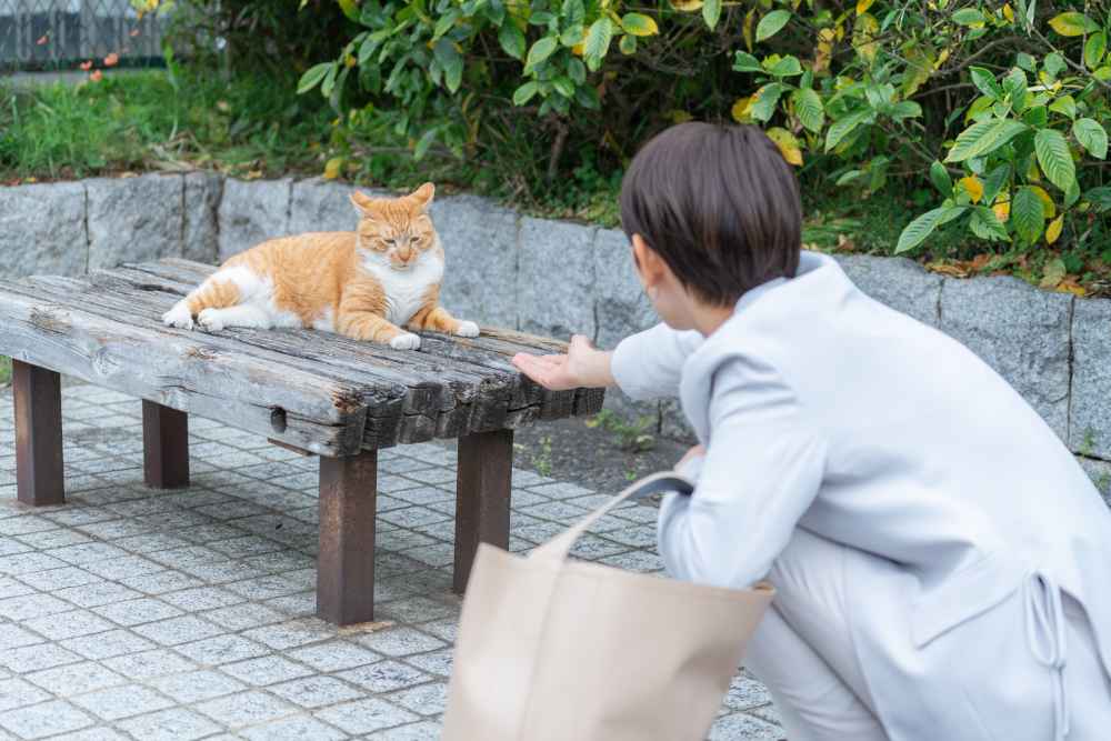 perbedaan kucing liar dan kucing jalanan