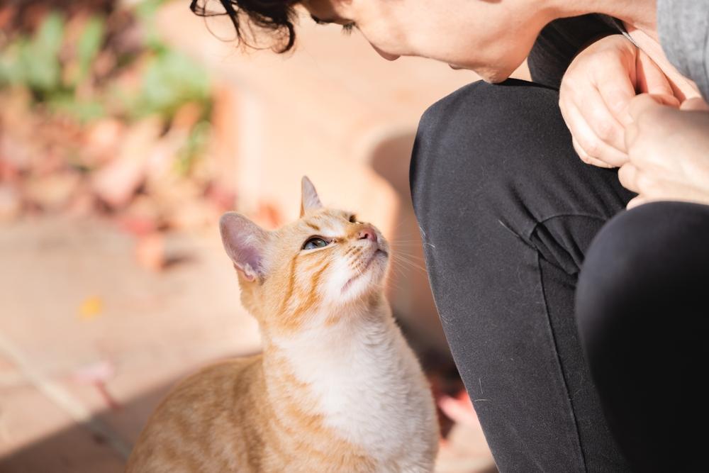 7 Cara Memanggil Kucing Peliharaan agar Cepat Datang