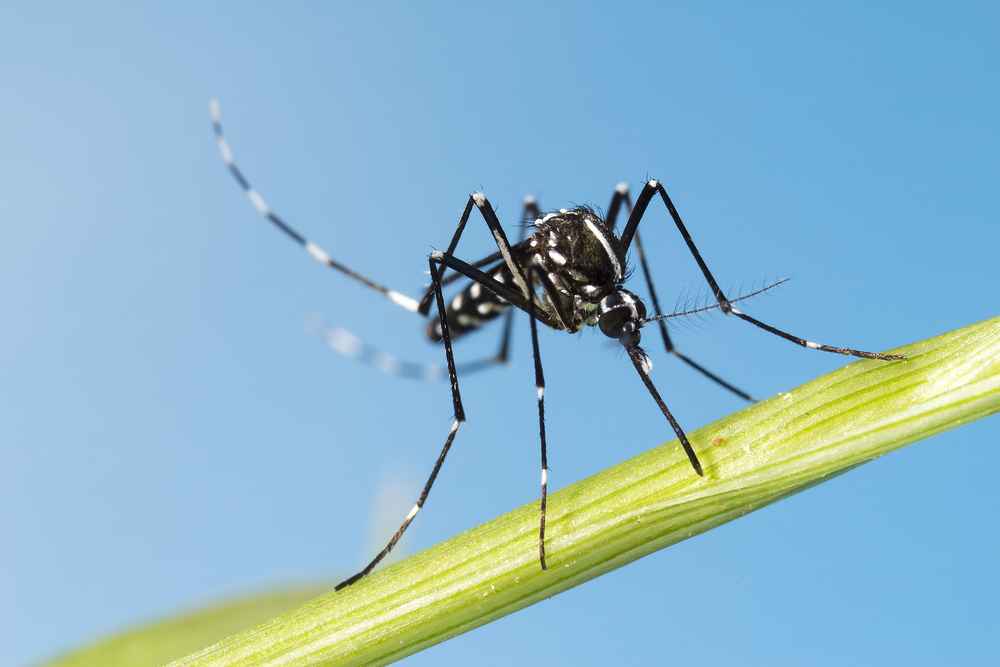 Mengenal Nyamuk Aedes Albopictus Penyebab DBD