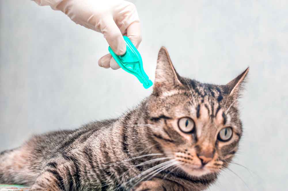 9 Rekomendasi Merek Obat Kutu Kucing yang Ampuh