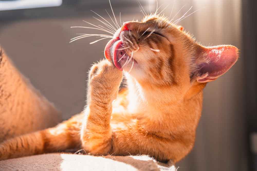 Kenapa Kucing Terus Menjilati Tubuhnya? Ini Penyebabnya