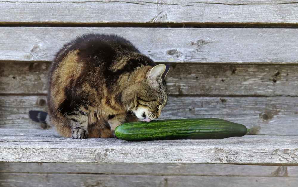 Kenapa Kucing Takut Timun? Ini Alasan serta Cara Mengatasinya