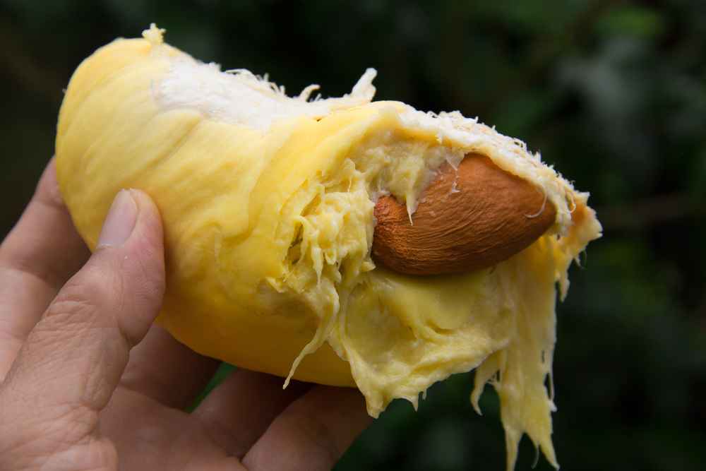manfaat biji durian untuk pria