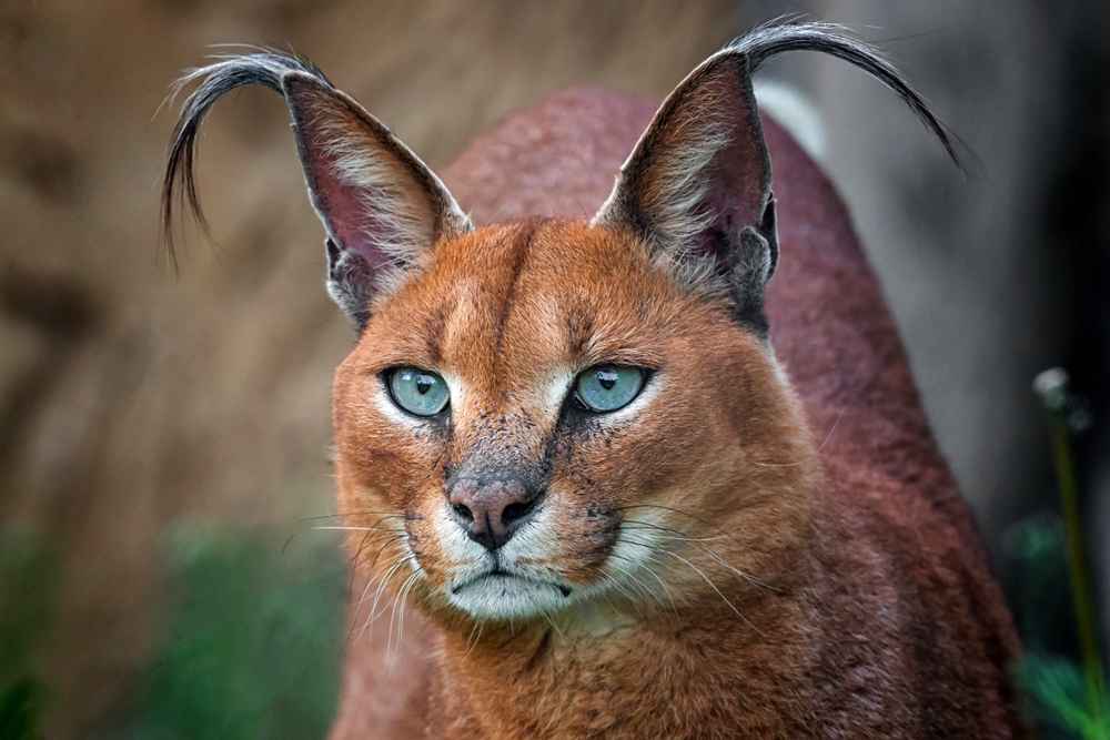 Mengenal Kucing Caracal, si Pemburu yang Eksotis dari Afrika