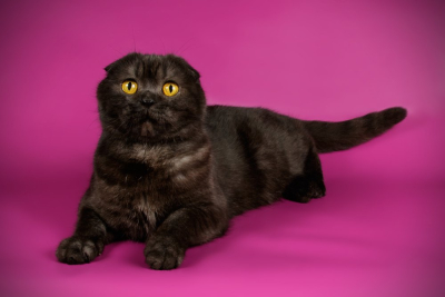 kucing scottish fold hitam