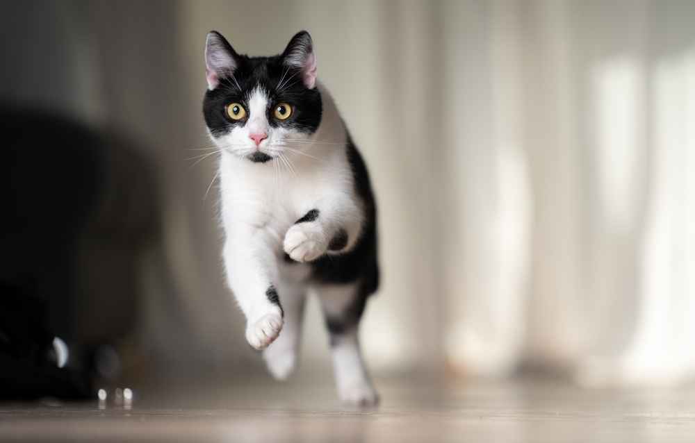 Kucing Moggy, Ras Kucing Kampung yang Tak Mudah Sakit