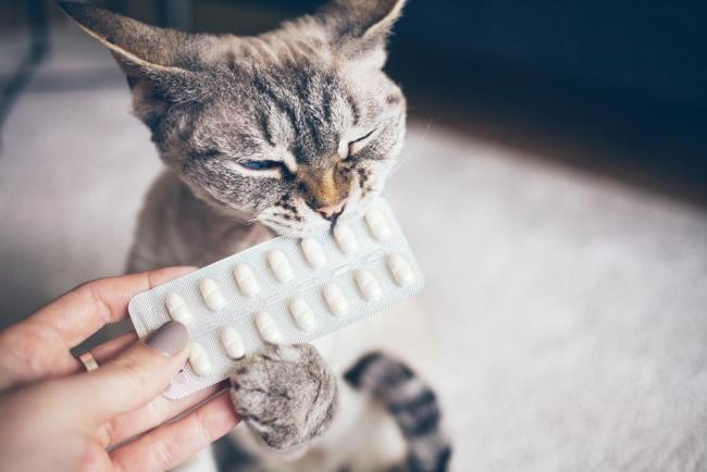 10 Rekomendasi Obat Cacing untuk Kucing yang Efektif
