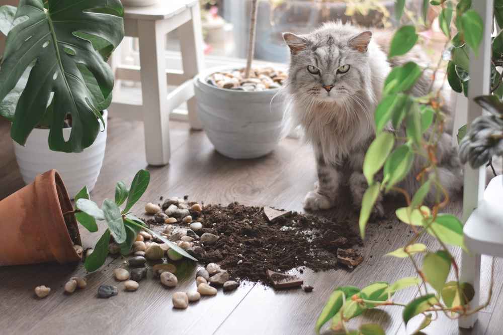 Kucing Anda Jadi Nakal? Mungkin Ini 6 Penyebabnya