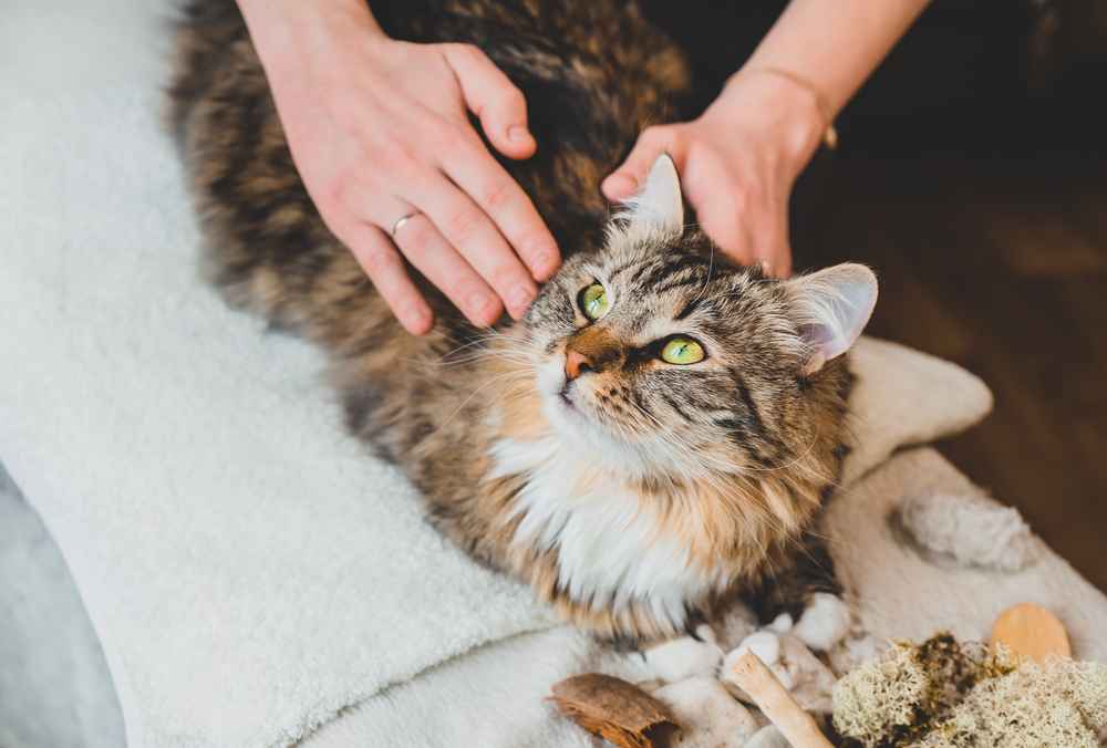 7 Manfaat Memijat Kucing serta Caranya yang Tepat