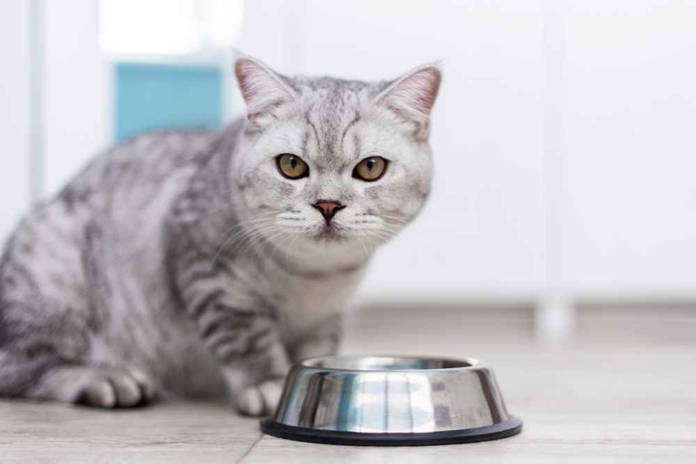 Makan Tempe untuk Kucing, Benarkah Aman dan Sehat?