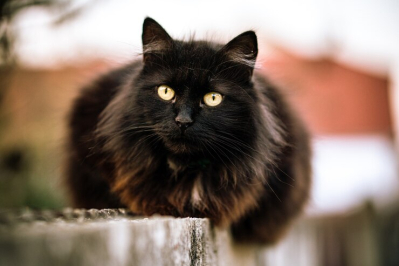 kucing maine coon hitam