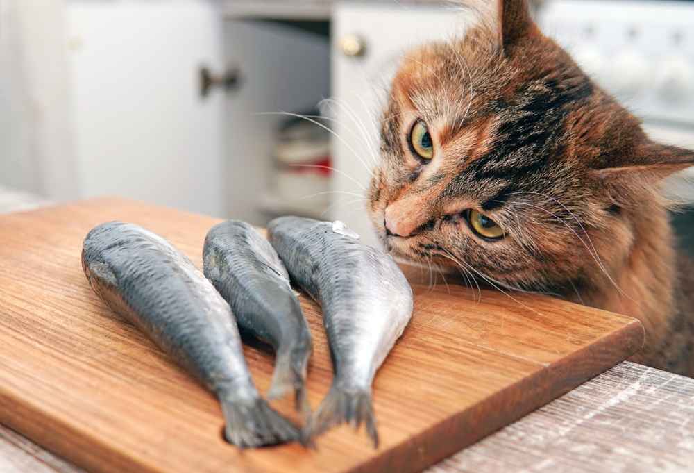 Ini Ciri-Ciri Kucing Alergi Makanan dan Pengobatannya